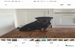 Rottweiler dogs for sale: Kc reg full German champion rottweiler puppies   - Image 28