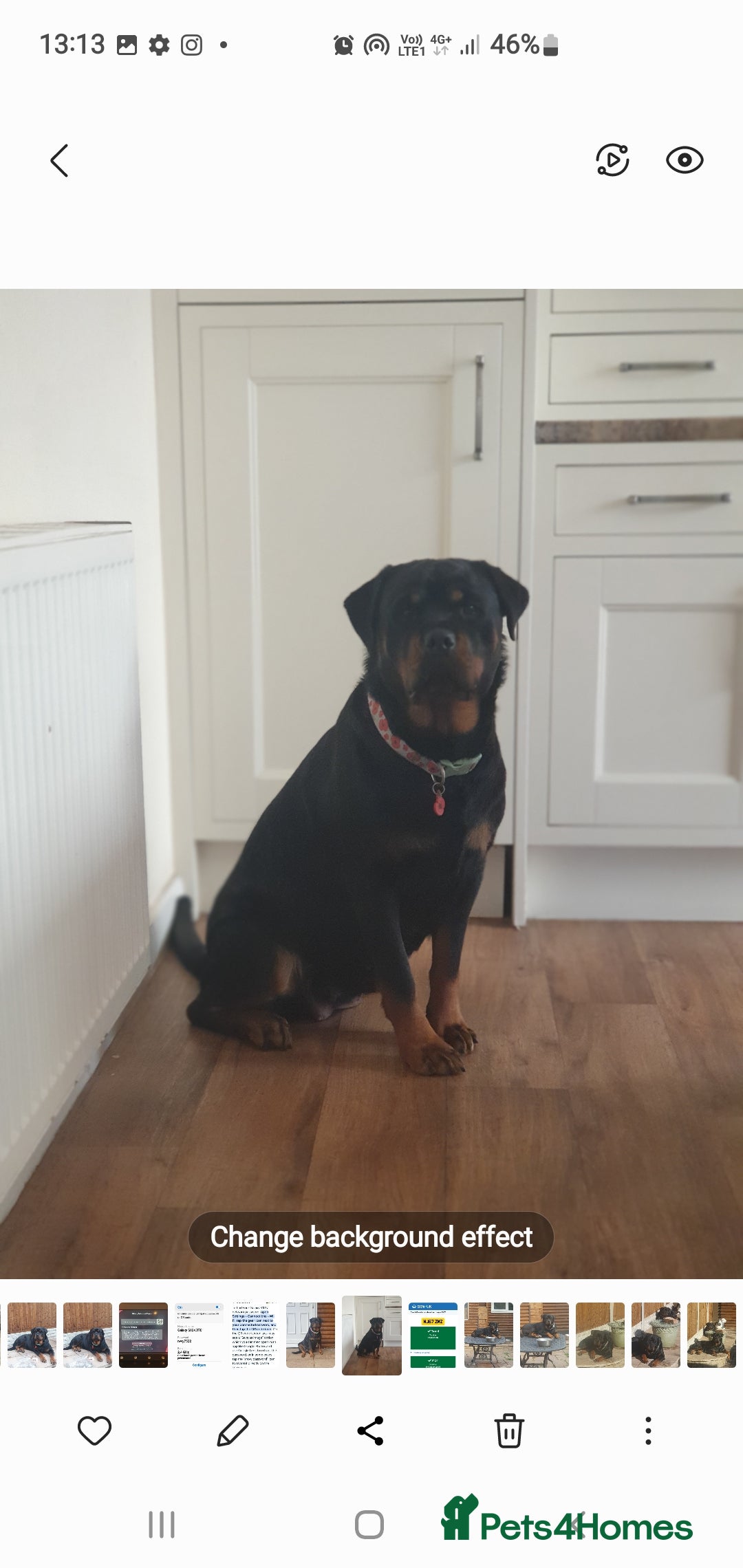 Rottweiler dogs for sale: Kc reg full German champion rottweiler puppies   - Image 28