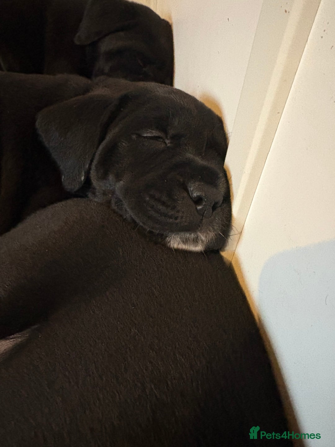 Mixed Breed dogs for sale: Beautiful Dalmador (lab X Dalmatian) puppies..!  - Advert 4