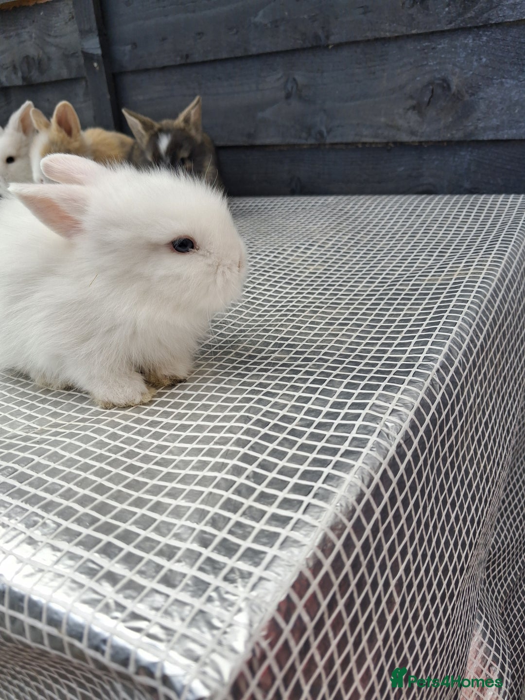 Lionhead rabbits for sale: lionhead bunnies  - Image 12