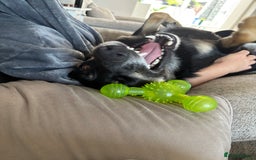 Border Collie dogs for sale: Border collie for rehoming - Image 5