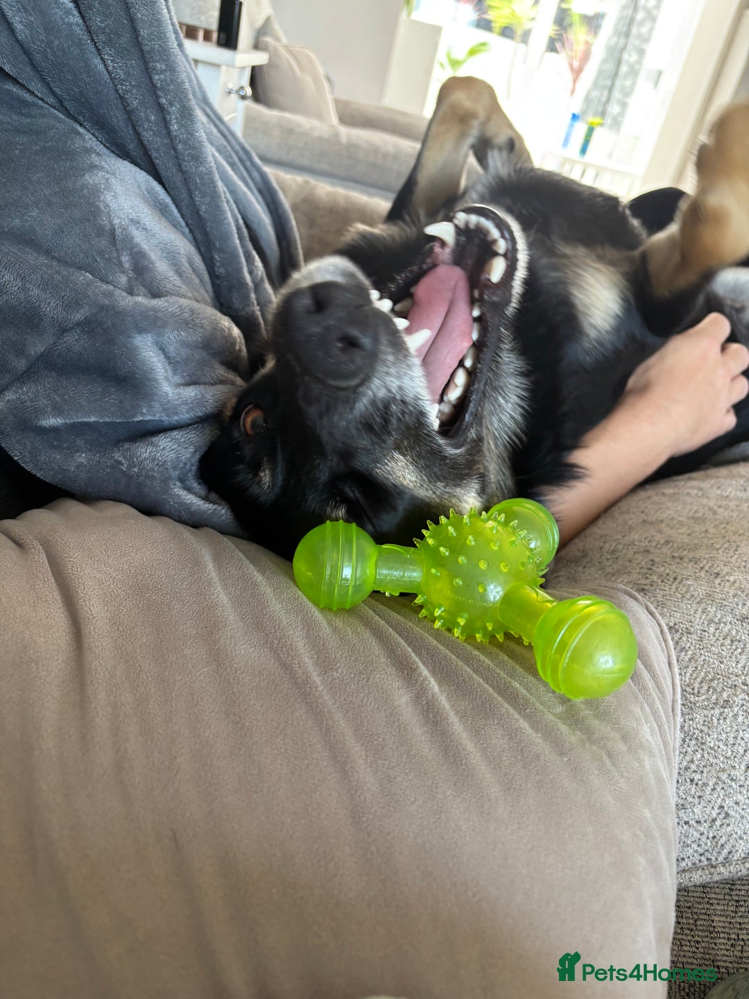 Border Collie dogs for sale: Border collie for rehoming - Image 5