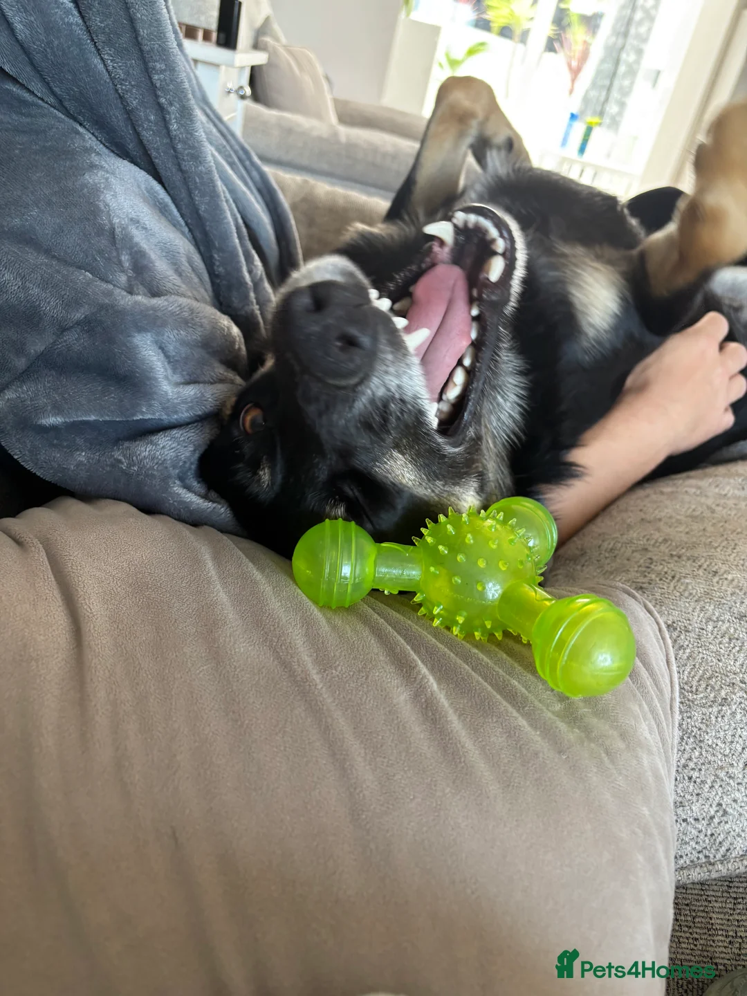 Border Collie dogs for sale: Border collie for rehoming - Advert 4