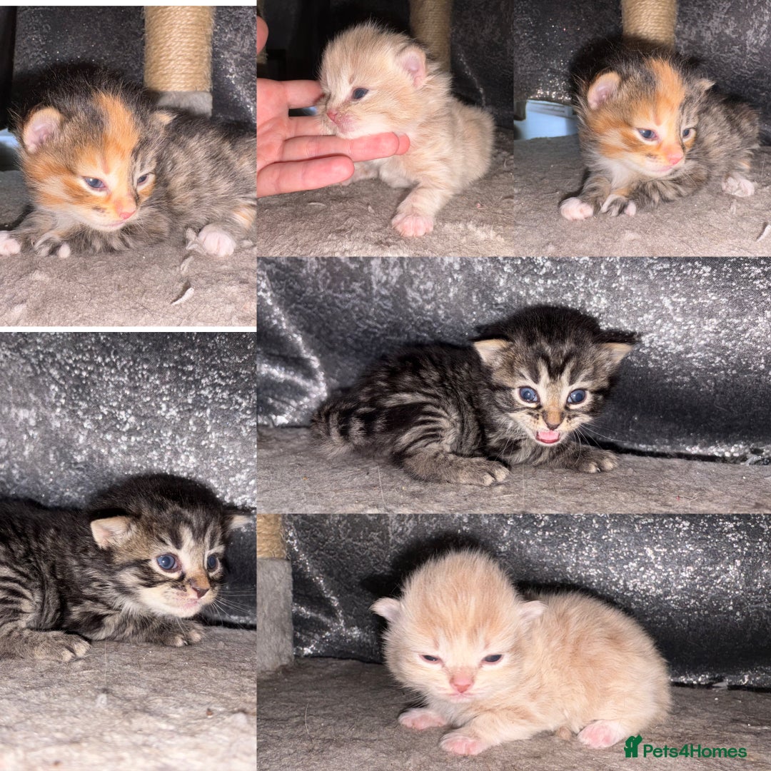Mixed Breed cats for sale: 5 beautiful babies! - Advert 11