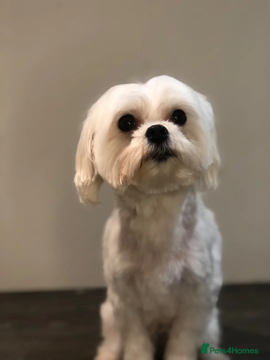 Maltipoo dogs for sale: Maltipoo pups 1 boy available  - Advert 8
