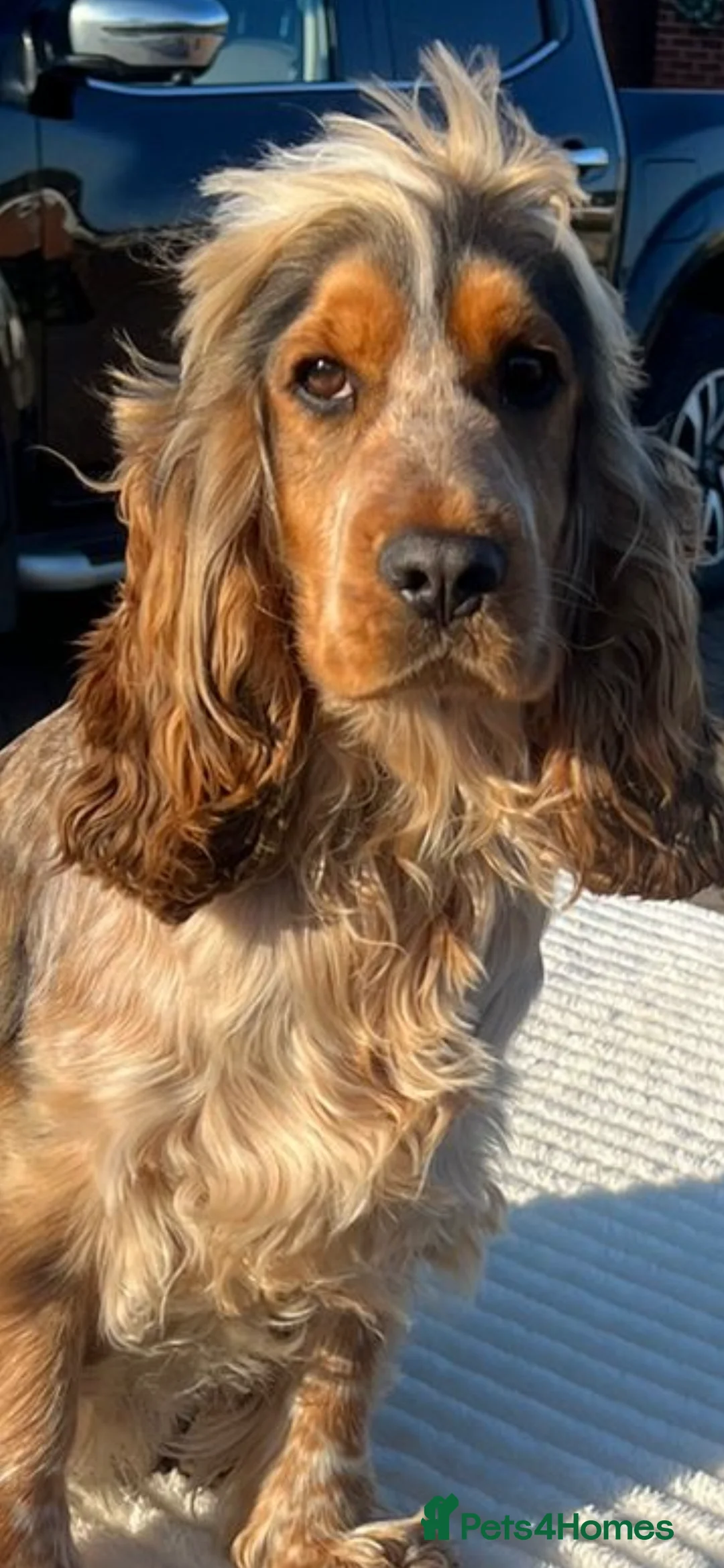 Cocker Spaniel dogs for stud: 2 PROVEN/HEALTH CLEAR KC Show Cocker Spaniels Stud in Shildon - Advert 6