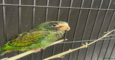 Parrots birds - Advert 3