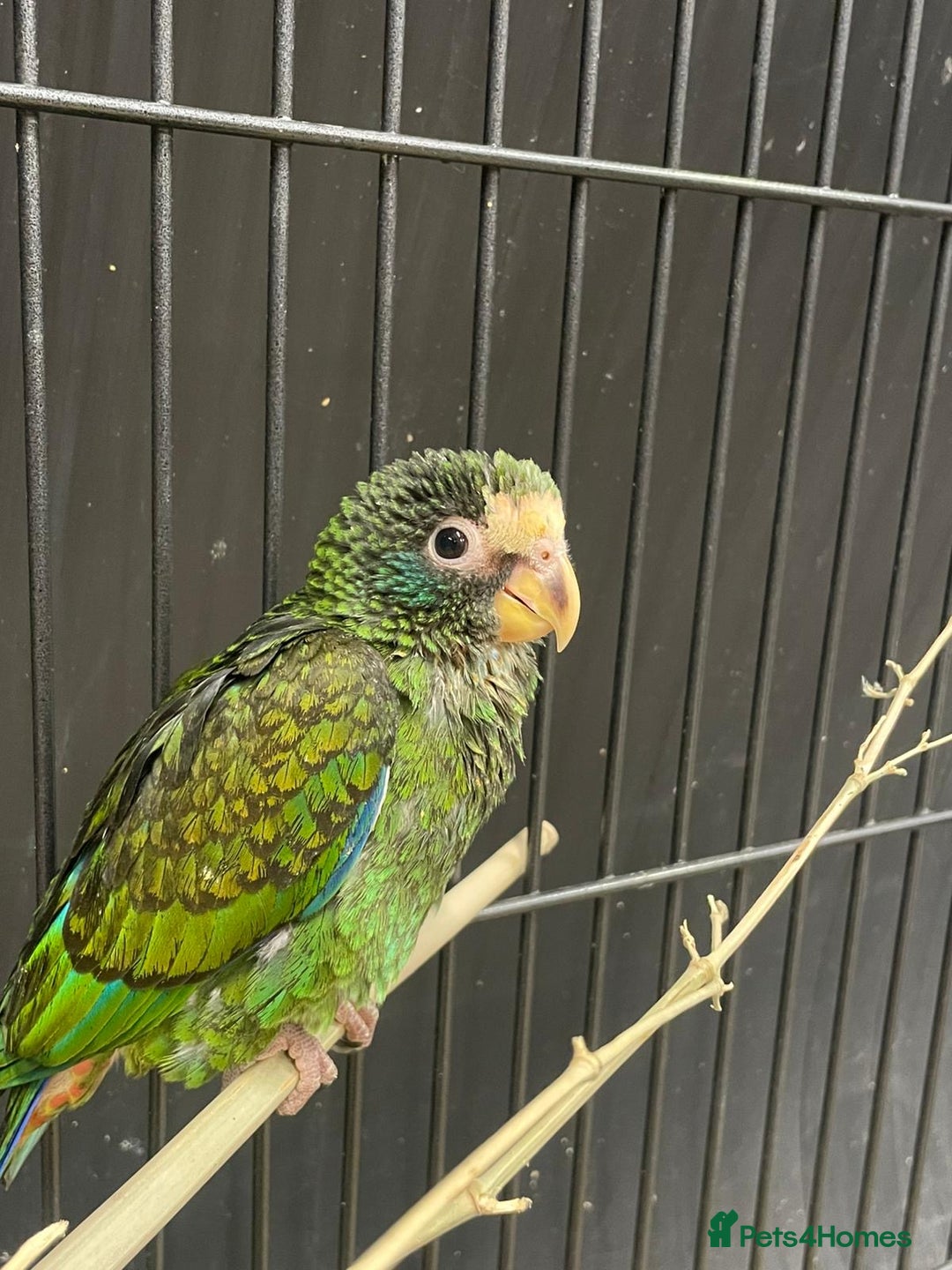 Parrots birds for sale: White capped baby handreared Pinous  - Image 3