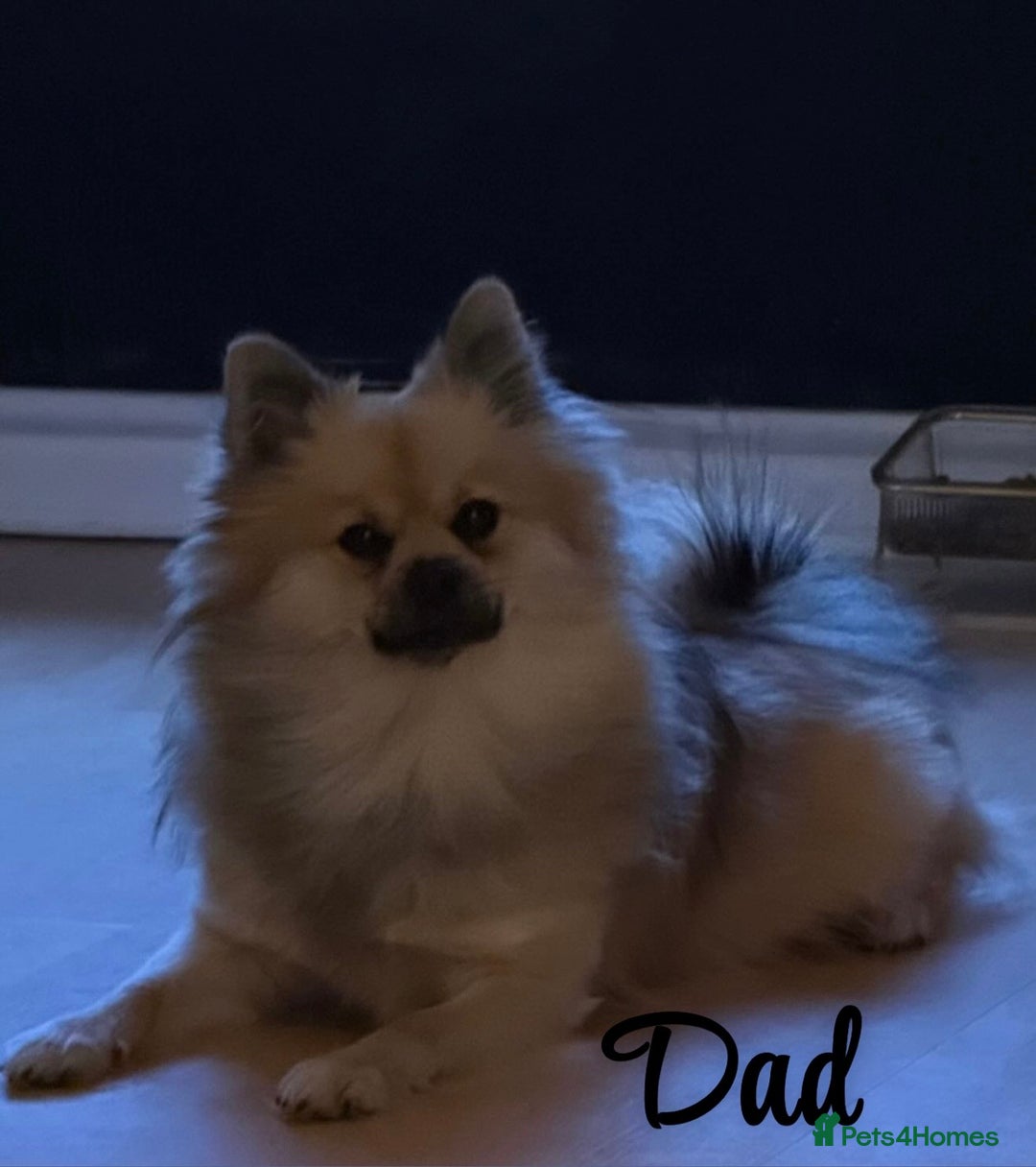 Pomchi dogs for sale: Pomchis  - Advert 3