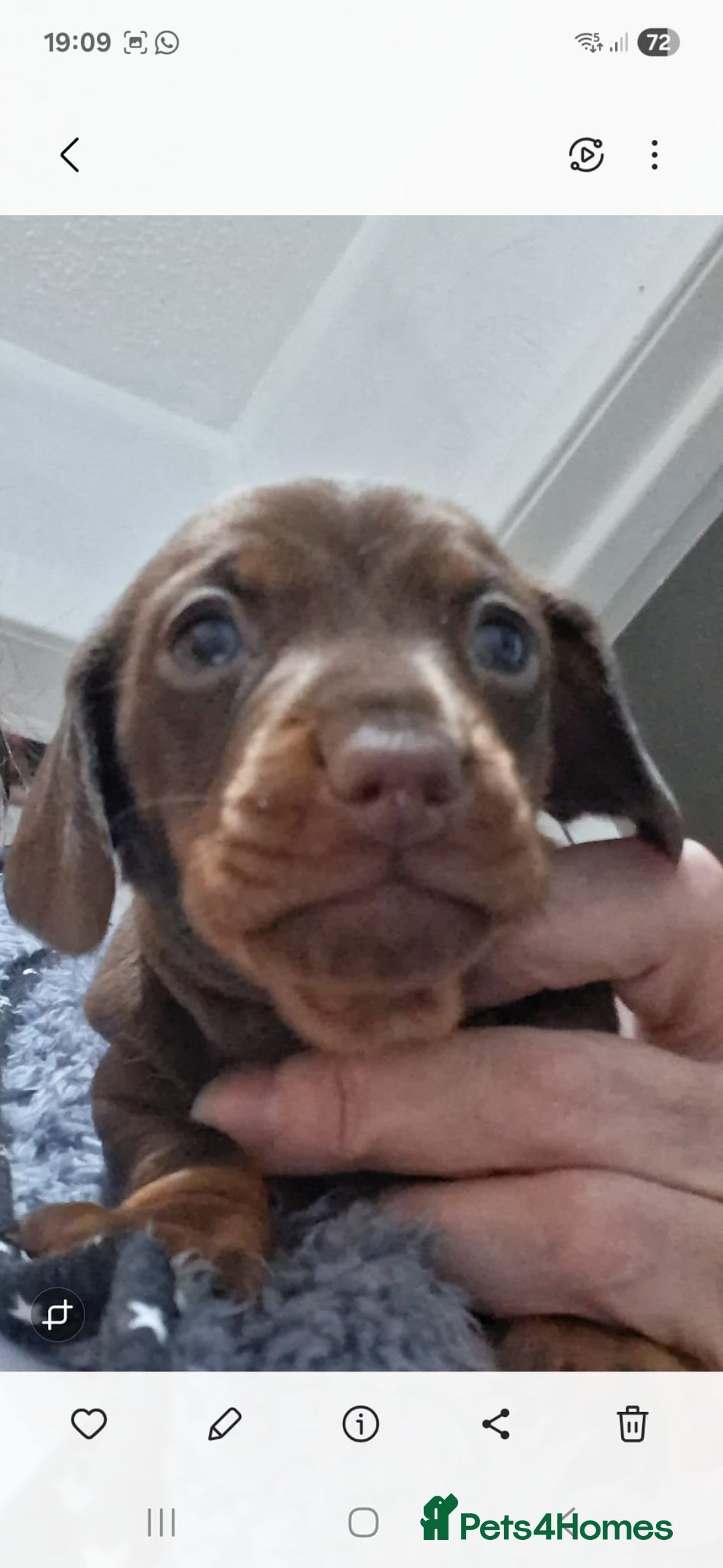 Miniature Dachshund dogs for sale: Miniature dachshund  - Advert 5