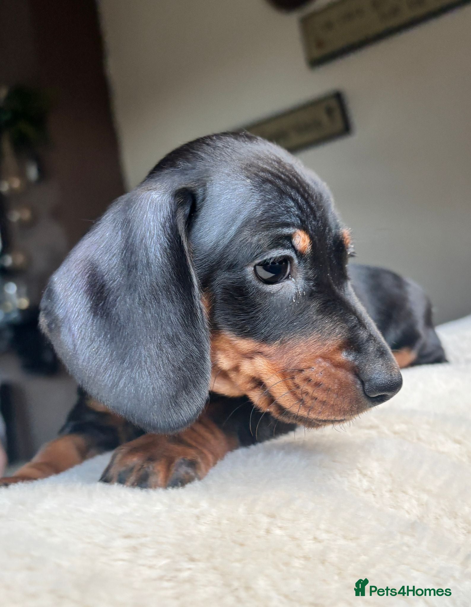 Miniature Dachshund dogs Miniature Smooth Haired Dachshunds Black & Tan  - Advert 1