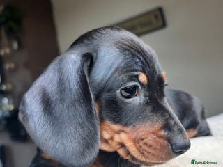 Miniature Dachshund dogs Miniature Smooth Haired Dachshunds Black & Tan - Advert 5