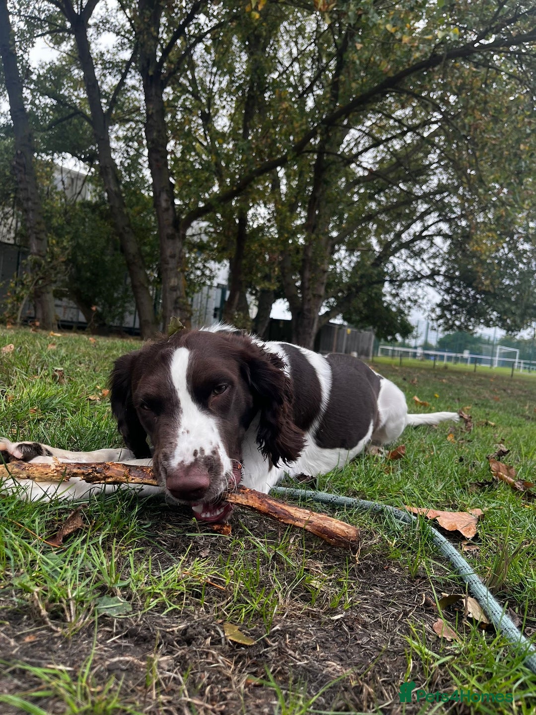 English Springer Spaniel dogs for sale: Male springer spaniel  - Advert 5