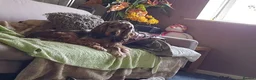 Cocker Spaniel dogs for sale: KC Registered Show Type Cocker Spaniel Puppies - Advert 11
