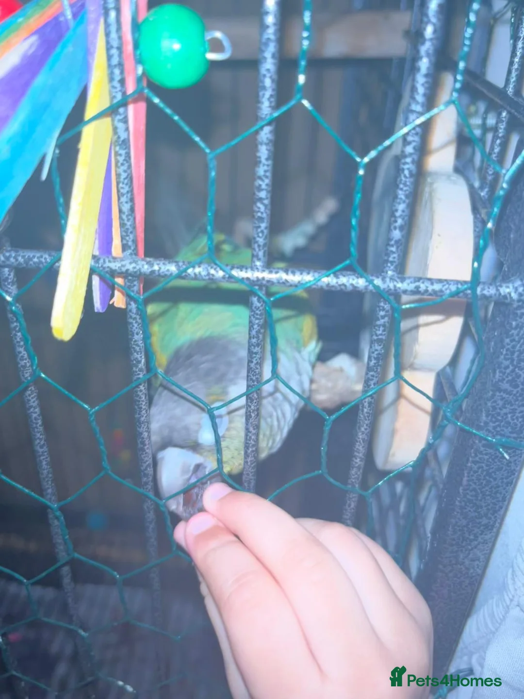 Conures birds for sale: Turquoise conure parrot  - Advert 8