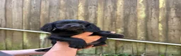 Cocker Spaniel dogs for sale: Cocker spaniel puppies  - Advert 5