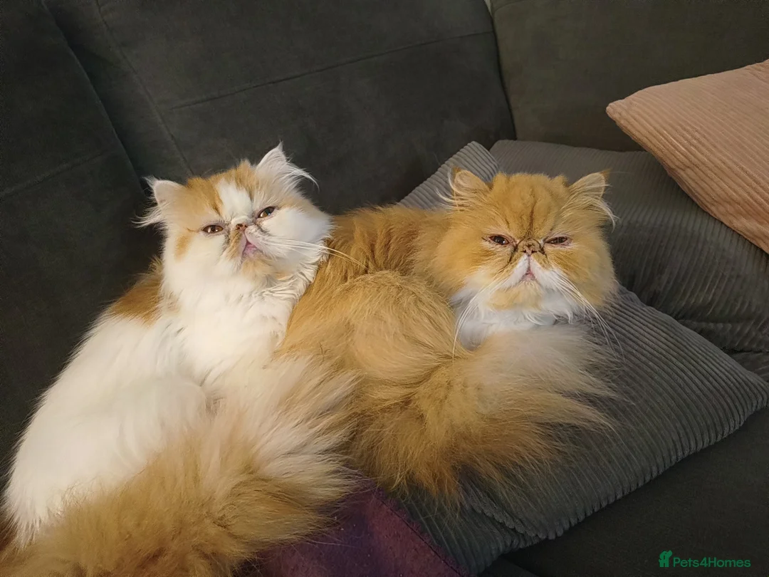 Persian cats for stud: Persian for STUD ONLY - Advert 1