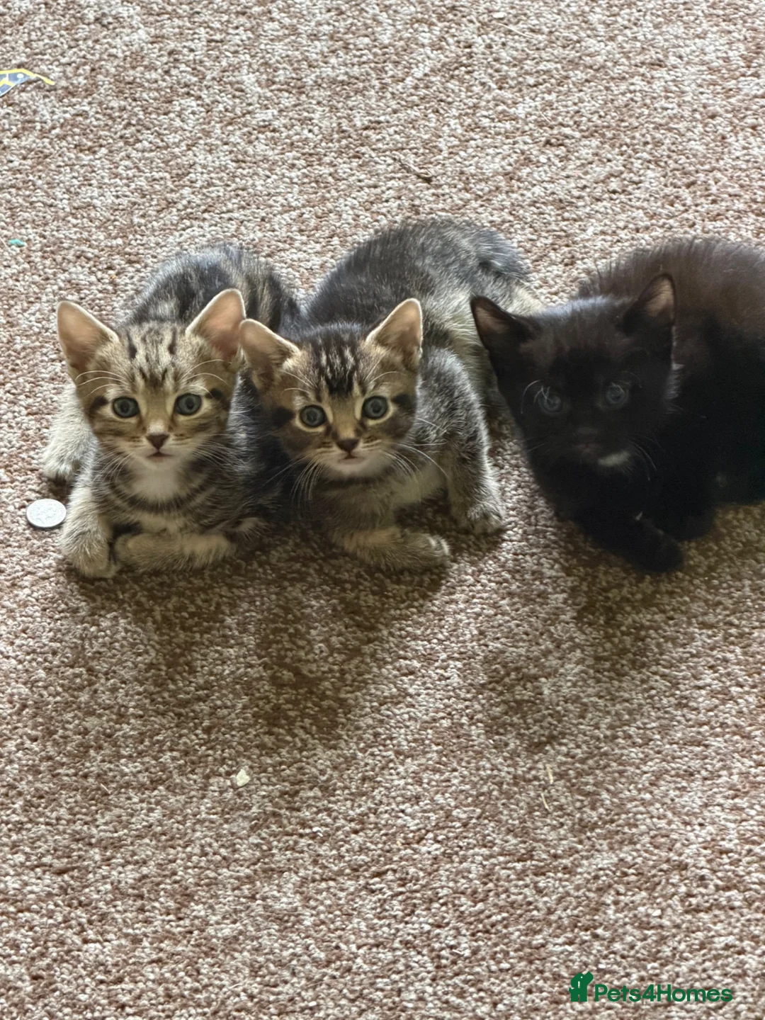 Mixed Breed cats for sale: Beautiful mixed kittens - Advert 10