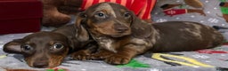 Miniature Dachshund dogs for sale: Two beautiful mini smooths available  - Advert 3
