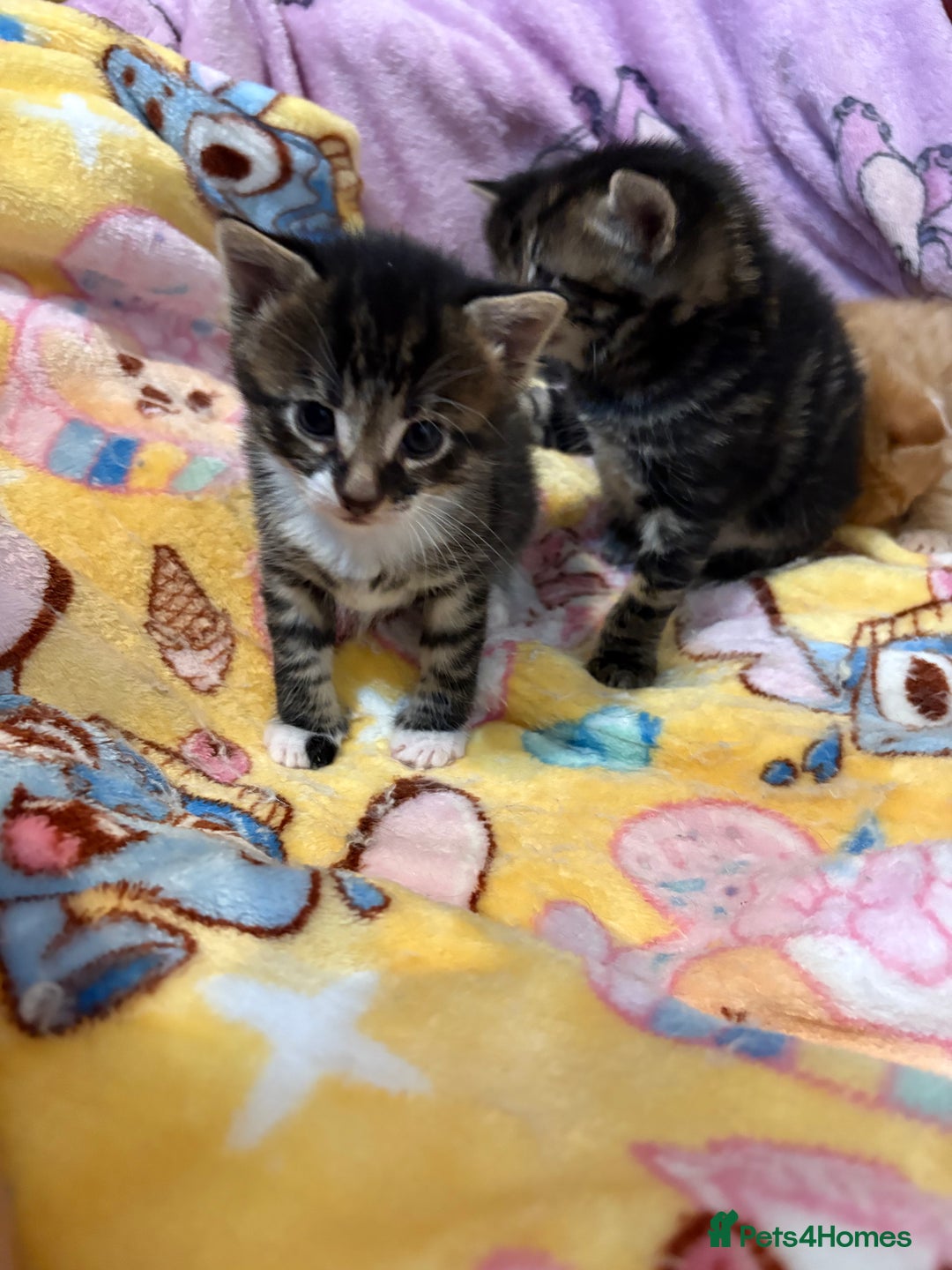 Maine Coon cats for sale: Maincoon cross kittens  - Image 3