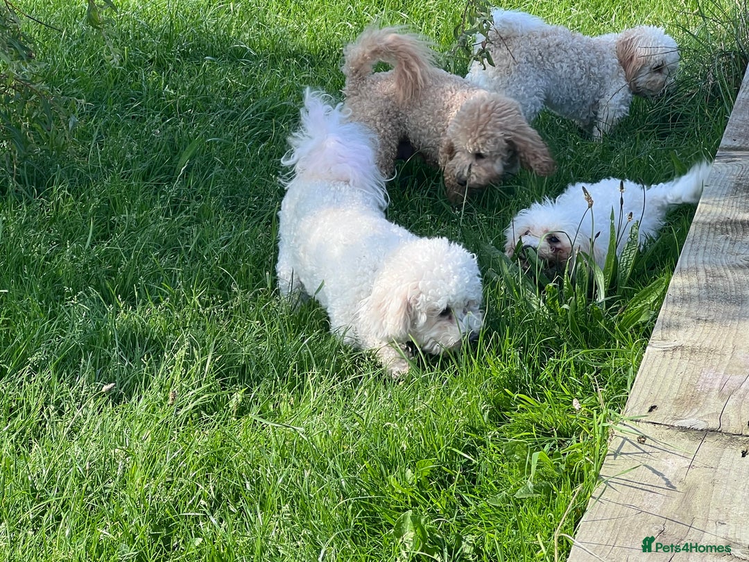 Poochon dogs for sale: Poochon boy - young adult  - Image 7