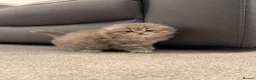 Scottish Fold cats for sale: Scottish Fold and Scottish straight kittens. - Advert 11