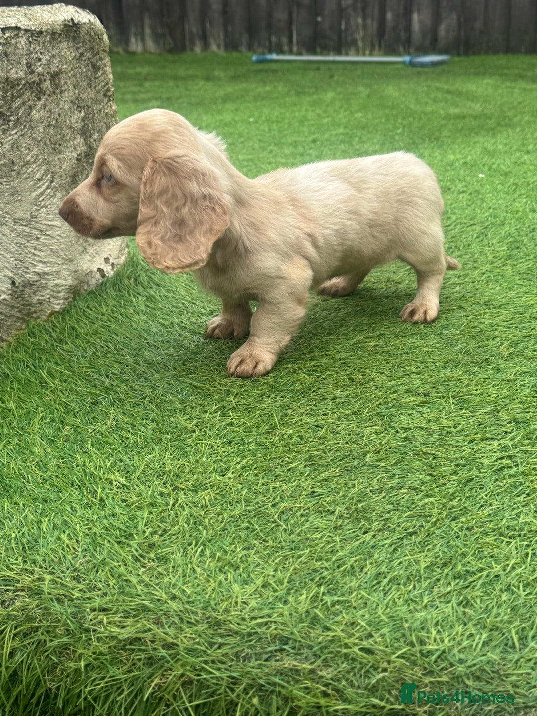 Miniature Dachshund dogs for sale: Beautiful long hair miniature dachshunds ready  - Advert 2