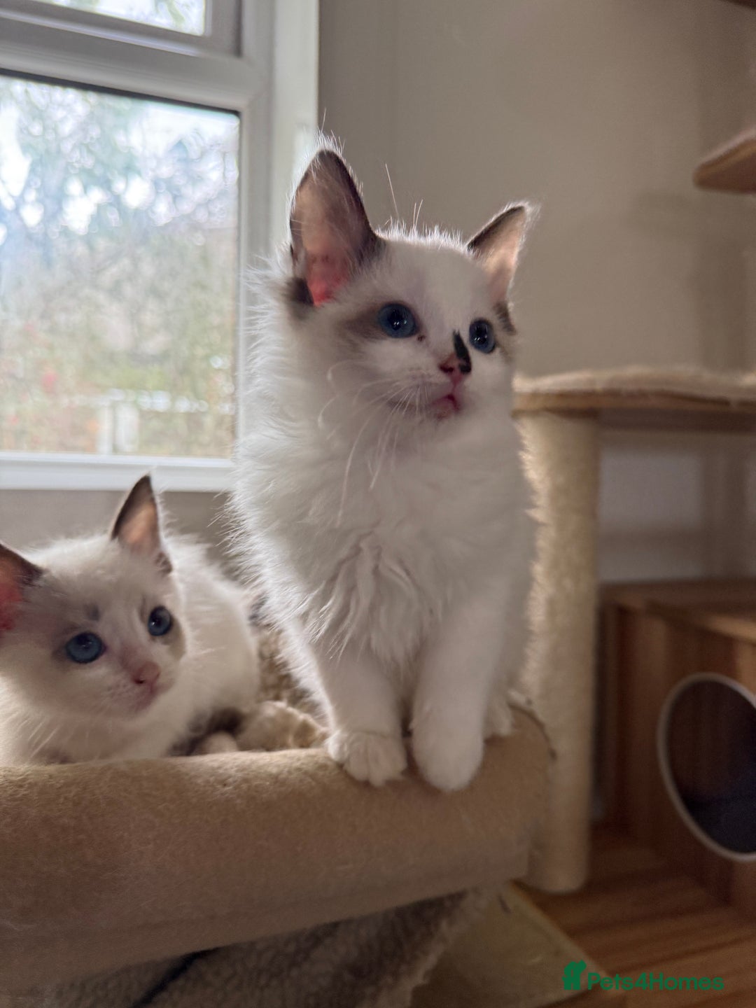 Ragdoll cats for sale: Gorgeous Bi colour Ragdoll kittens  - Image 3
