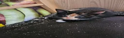 Mixed Breed cats for sale: 4 beautiful tortie kittens  - Advert 3