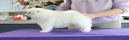Japanese Spitz dogs for sale: Adorable Japanese Spitz male puppie - Advert 10