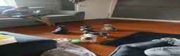 French Bulldog dogs for sale: Three puppies remaining in Scunthorpe - Advert 5