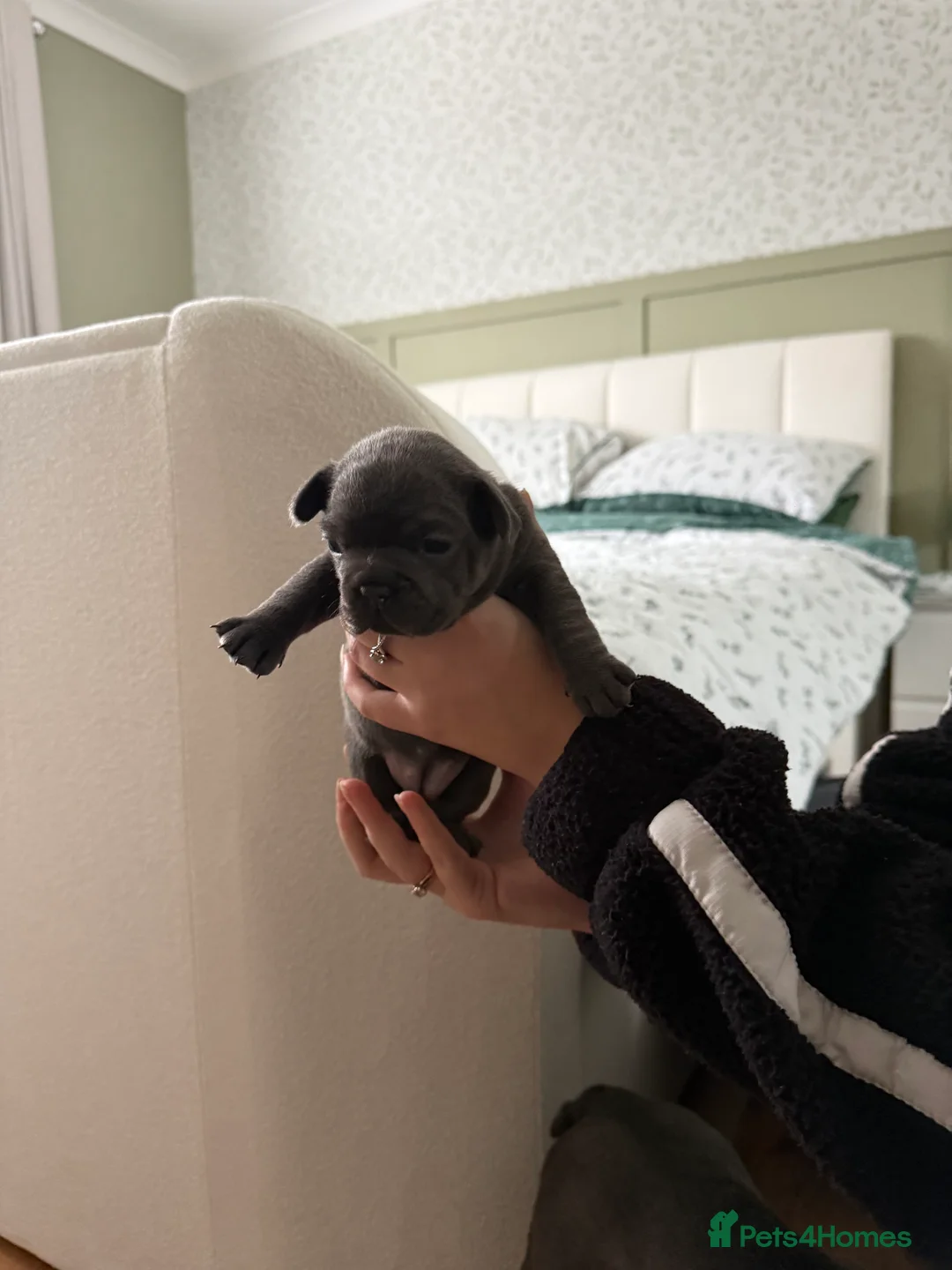 French Bulldog dogs for sale: French bulldog puppies for sale to good homes - Advert 2