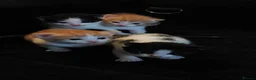 Mixed Breed cats for sale: Ready to Leave - 3x Beautiful Mixed Breed Kittens  in Northampton - Advert 6