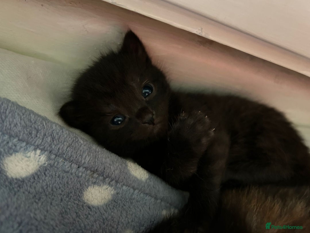 British Shorthair cats for sale: 2 Kittens left for sale! - Image 18