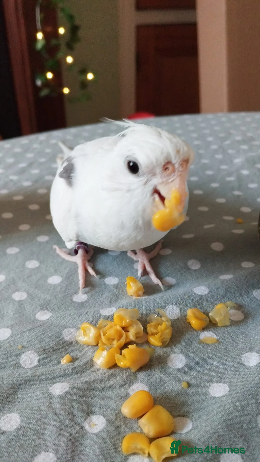 Cockatiels birds for sale: Tame Cockatiel for rehoming in Southport - Advert 2
