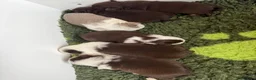 Pug dogs for sale: Kc lilac and choc pugs - 5 star licenced breeder - Advert 6
