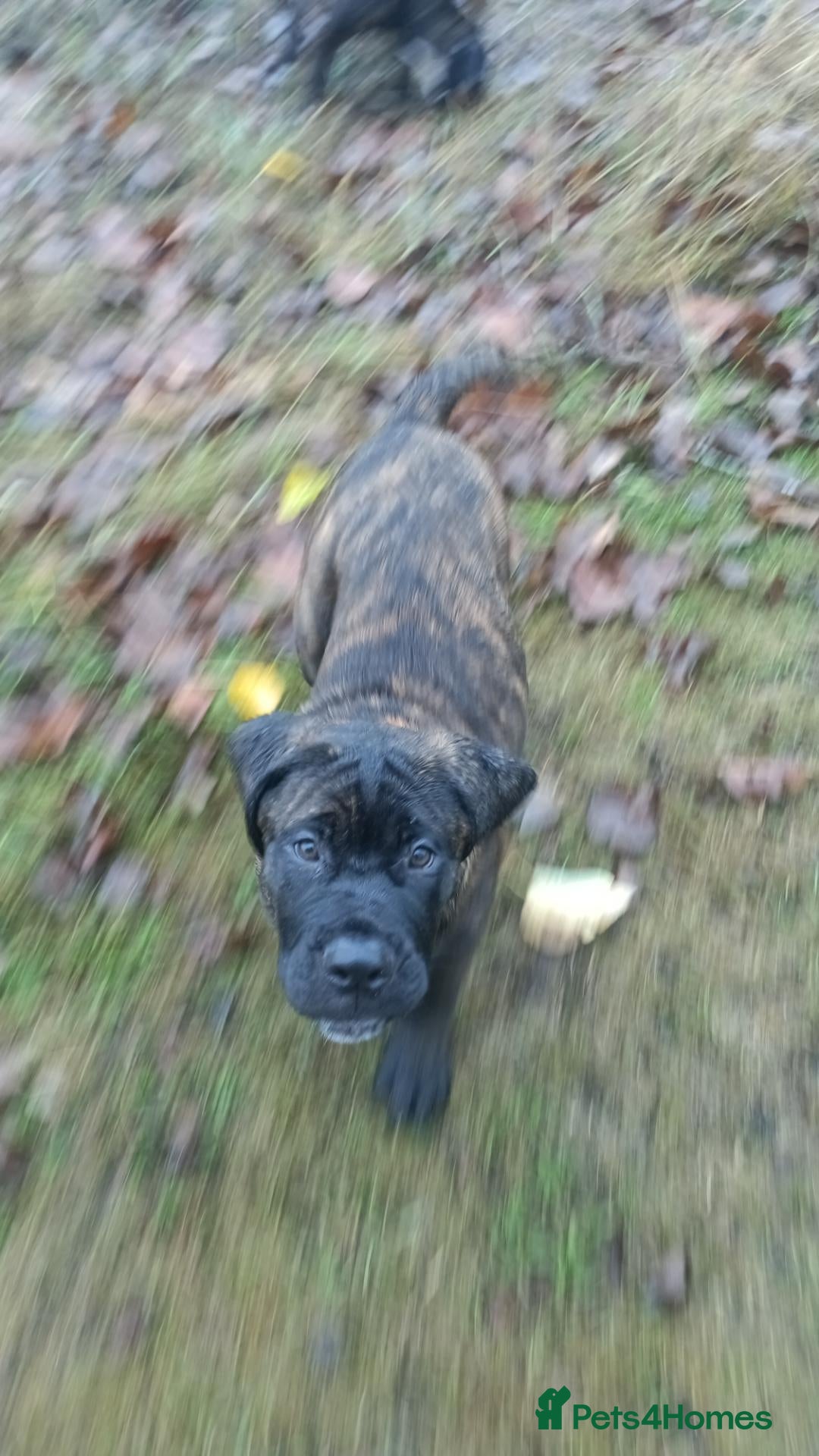 Mixed Breed dogs Saint Bernard Neapolitan x Boerboel Neapolitanbull - Advert 2
