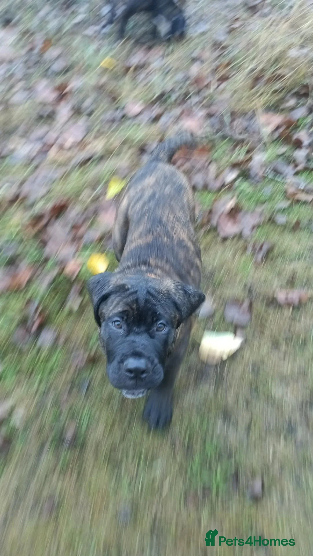 Mixed Breed dogs for sale: Saint Bernard Neapolitan x Boerboel Neapolitanbull - Advert 2