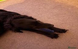 Cockapoo dogs for sale: Buddy  - Image 9