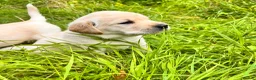 Labrador Retriever dogs for sale: Fabulous blonde Labrador puppies  - Advert 16
