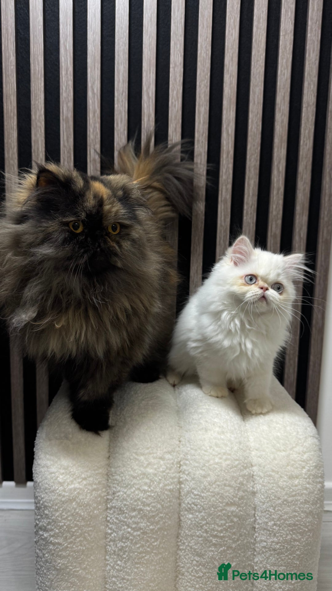 Persian cats for sale: Beautiful Persian Male Kitten Available - Advert 6