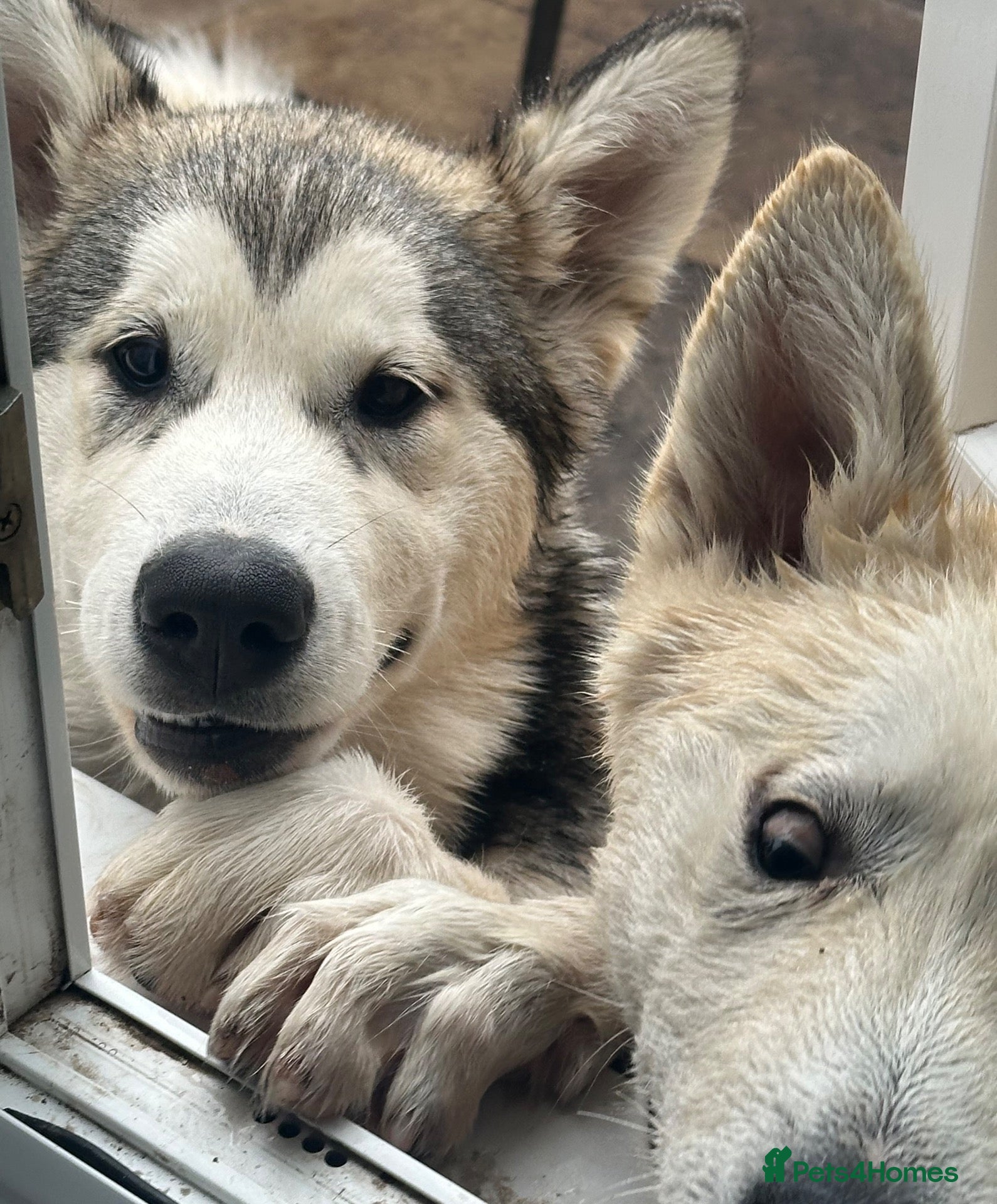 Alaskan Malamute dogs Last 2 females available  - Advert 2