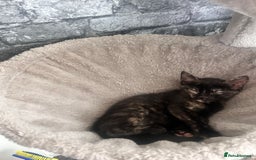 Mixed Breed cats for sale: 5 beautiful kittens ready for a new loving home  - Image 30