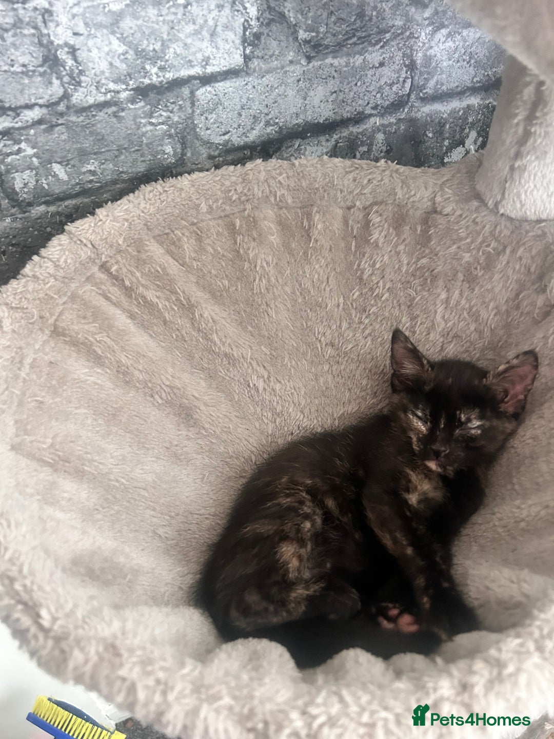 Mixed Breed cats for sale: 5 beautiful kittens ready for a new loving home  - Image 30