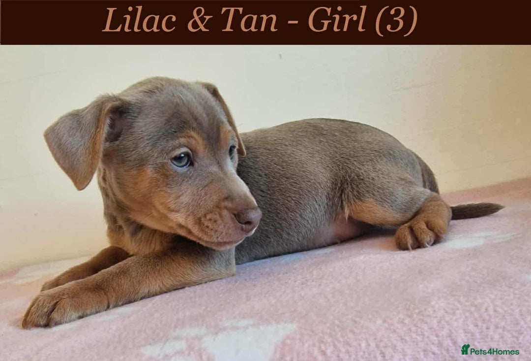 Jack Russell dogs for sale: Beautiful Muchwenlock Jack Russell puppies - Image 1