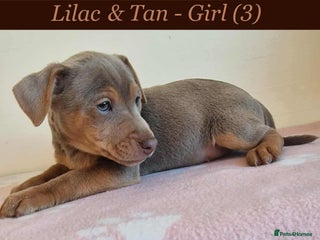 Jack Russell dogs - Advert 14