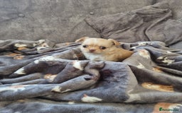 Chihuahua dogs for sale: Stunning Russian lines, Long haired Chihuahuas  - Image 16