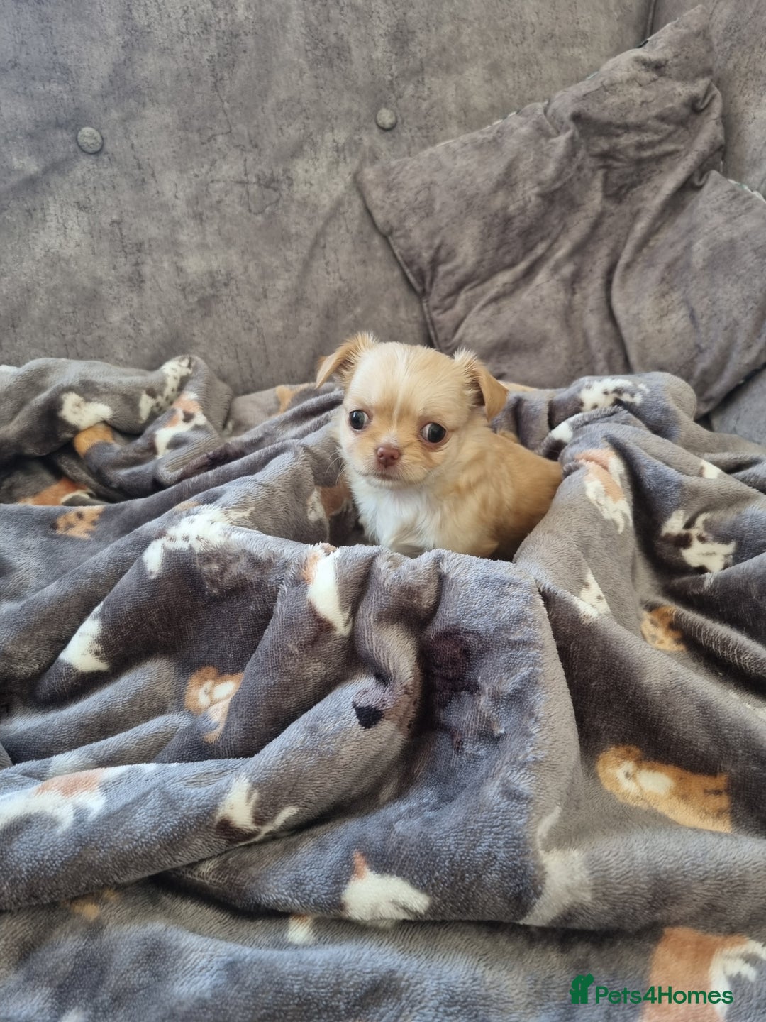 Chihuahua dogs for sale: Stunning Russian lines, Long haired Chihuahuas  - Image 16