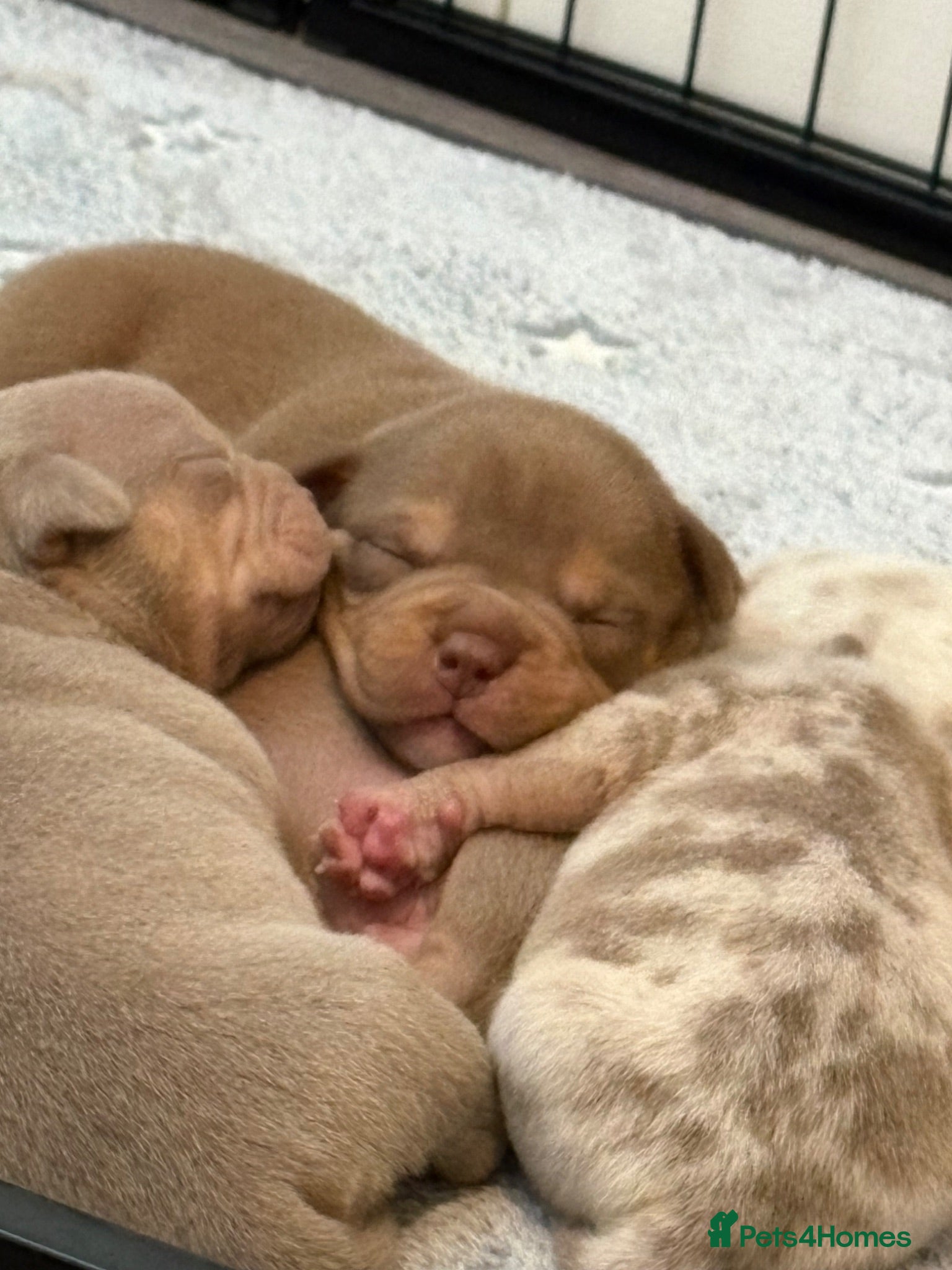 American Bully dogs Lucci vs Gr CH McLovin pups  - Advert 1