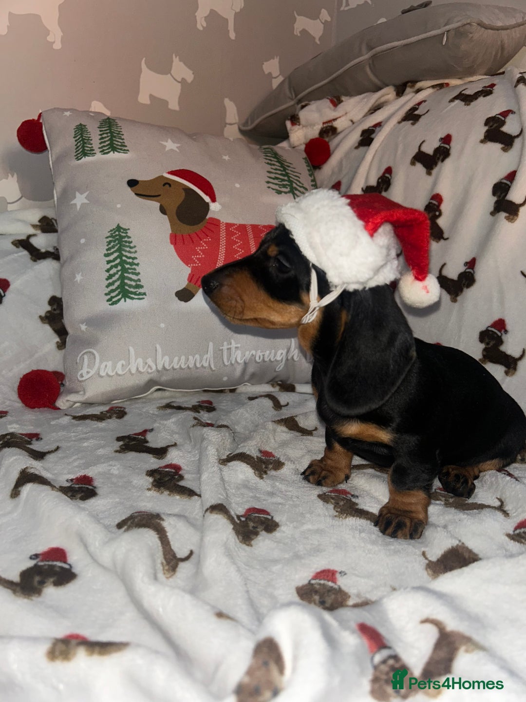 Miniature Dachshund dogs for sale: Miniature Smooth Dachshund Puppies  - Advert 9